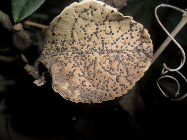 Pequeña hoja seca con rastros de un insecto en la maceta del rincón, en el taller de iconos.